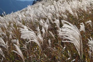 Silvery pampas grass on Oishi Kogen is a beautiful sight. 