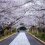 Koma Shrine Cherry Blossom Festival