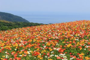 Poppies as far as the eye can see