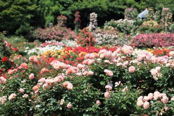 Keisei Rose Garden, Chiba