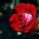 5 of Japan's Best Rose Gardens