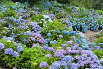 Kannonyama Park is filled with thousands of hydrangeas