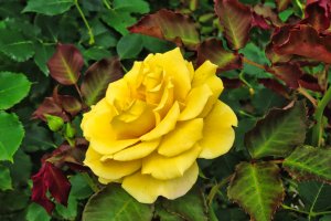 Odawara Flower Garden Yellow Rose