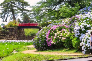 Castle Park Iris and Hydrangea, June 2021