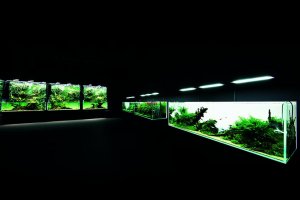 A glimpse into different ecosystems in aquarium form