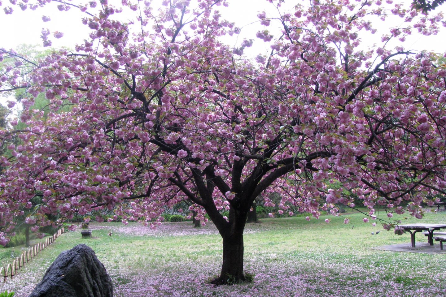 The transience of sakura blooming