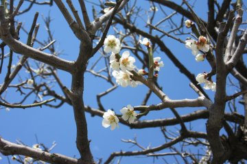 Plum blossoms start spring