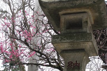 Ранняя весна в Японии