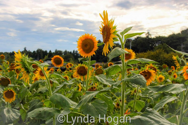 Sunflower field in Sayama City