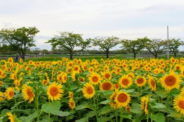 Sunflowers backdropped by cherry trees