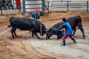 Two bulls clash as their handlers stand by