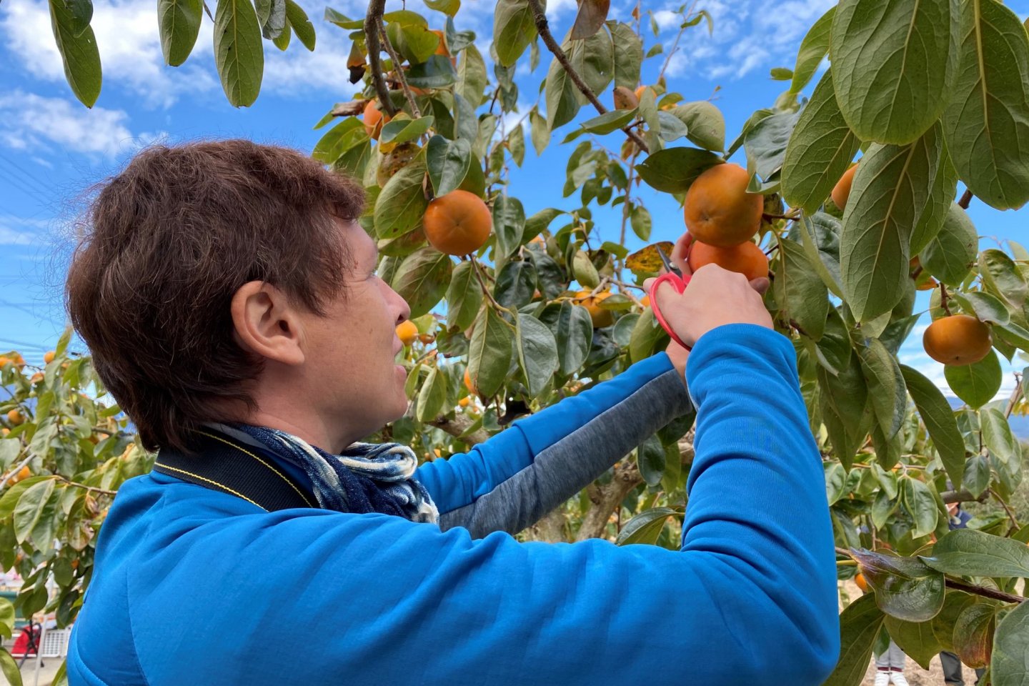 Picking persimmon is an autumn activity.