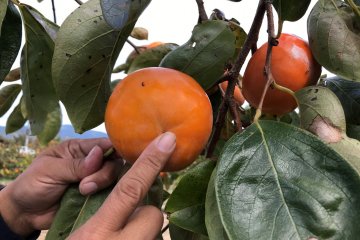 This persimmon is ripe and ready to be picked. 