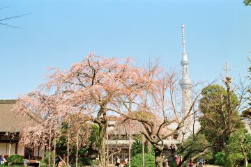 The grounds of Denboin also give a great view of Skytree, offering a wonderful juxtaposition of tradition and modernity
