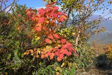 Maple in full autumn colours