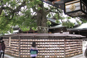 Священное дерево храма Мэйдзи дзингу 
