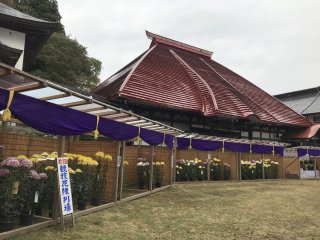 Chrysanthemum festival at Bishamondo Temple, Urasa