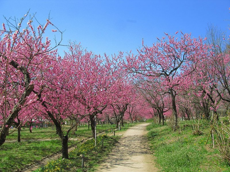 Peach blossoms of Koga Park