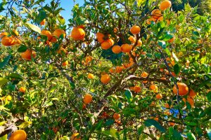 A mandarin orange grove