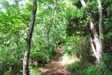 Mt. Azuma Trail