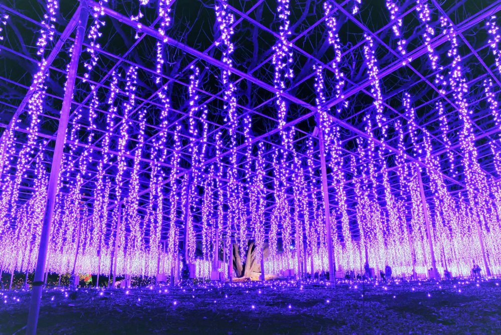 Зимняя иллюминация в парке Асикага