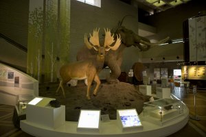 The first display as you enter before making your way to the first exhibit at the Osaka Natural History Museum near Nagai Park