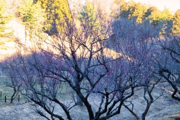 Jan13th; Ume plum trees starting to bloom