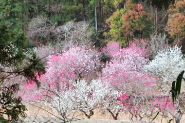 Feb 25th; Ume plum trees in full bloom