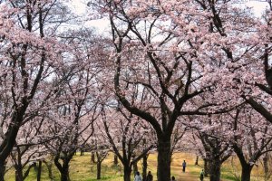 April 6th; Sakura Mountain, Oike Park