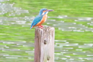 May 18th; Kingfisher, Oike Pond