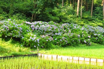 July 12th; Hydrangea near rice paddies, Oike Park