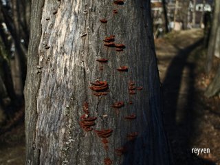 Wild fungi on the bark of a tree. 