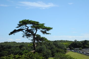 Higashiyamato City tree, by the lake