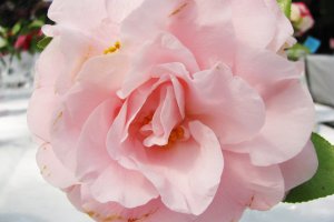 Розовая роза - символ начала романтических отношений