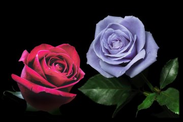 Синяя роза "Blue Rose Applause SANTORY"