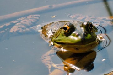 Frog Kappa Pond, May 8th