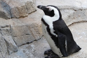Важный пингвин