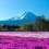 5 Spots for Spring Blooms in Yamanashi