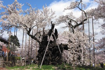 The ancient cherry blossom tree is estimated to be between 1800 and 2000 years old