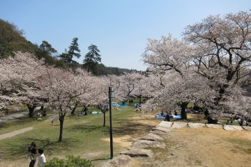 Pastel pink blossoms set against a perfect blue sky at Kyusho Park
