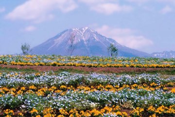  Tottori Flower Park with Mount Daisen as a backdrop