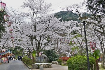 It's clear why Utsubuki Park was chosen as one of the country's top sakura spots