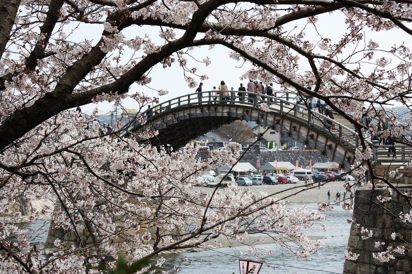 Sakura by Yamaguchi\'s Kintai Bridge