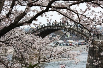 Sakura by Yamaguchi's Kintai Bridge