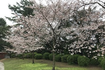 Sakura at Tokiwa Park