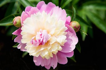 Peonies are just one of the spring blooms at Yamaguchi Flower Land