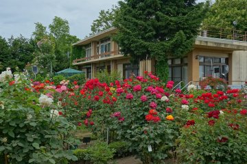 Colorful roses at the Ishida Rose Garden