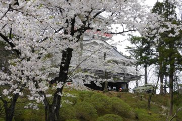 Senshu Park is one of the country's top sakura viewing spots