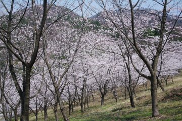 Blossoms at Mato Park