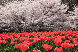 5 Spring Flower Spots in Saitama